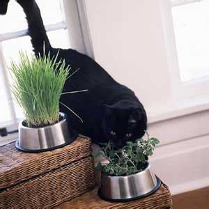 Oregano boasts antiseptic, antiviral, and antifungal properties that help to fight bacterial, viral, and fungal infections, respectively. Herbs For Cats - How To Use Herbs For Optimum Cat Health