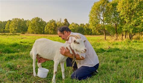 Helpful Facts About How Long Goats Produce Milk Farmhouse Guide