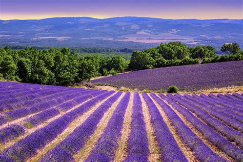 Blooming Lavender Fields In Provence France Photograph By Boris