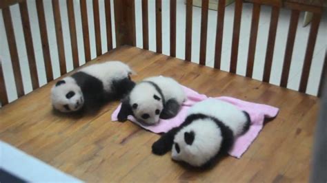 Cute Baby Pandas Youtube