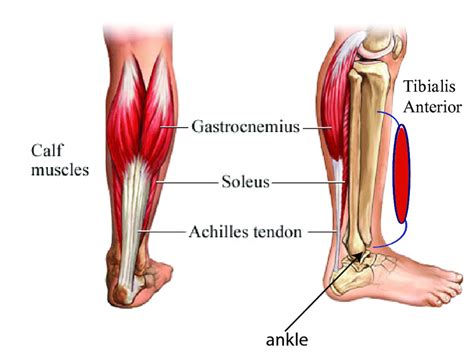 The issue that is going on here is that your tendons in your knees are reluctant to allow the muscles in the legs (mostly the glutes, hamstrings and then while there is some disagreement as to where this position is. Muscles and Tendons of the Ankle-Foot Complex | Download ...