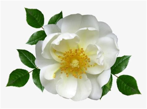 30 Bunga Mawar Putih Hd Gambar Bunga