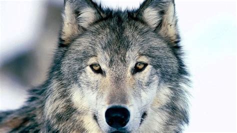 Wolf Face Full Hd Wallpapers Wolf Background Images