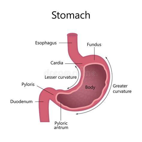 Internal Structure Human Stomach Stock Vector Illustration Of