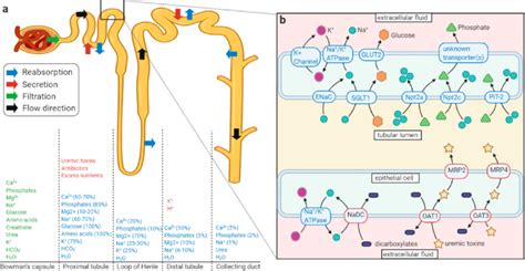 Schematic Representation Of The Nephron And Active Transport Mechanisms