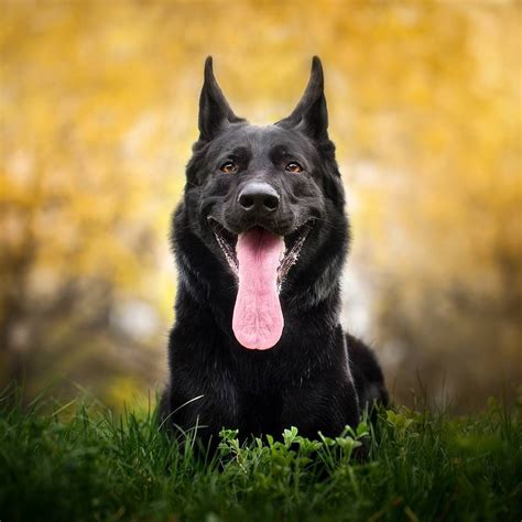 Some People Think The Black German Shepherd Is A Result Of A Defect In