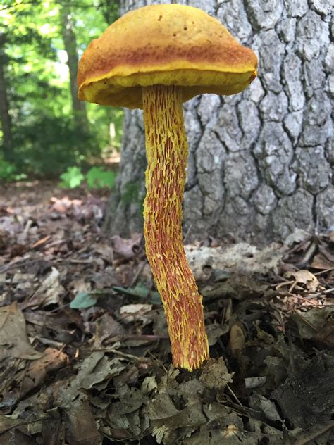 Tall Mushroom Having A Hard Time Figuring Out What It Is Called