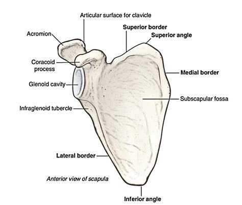 Scapula Anatomy Surfaces Borders Processes Ossification And