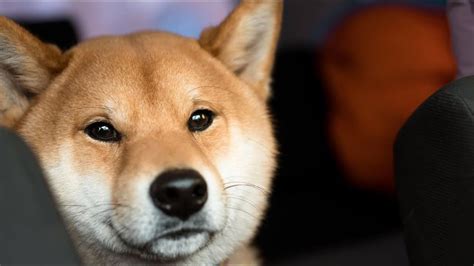 29 Pros And Cons Of Owning A Shiba Inu In 2023 Hunting Dogs Dog