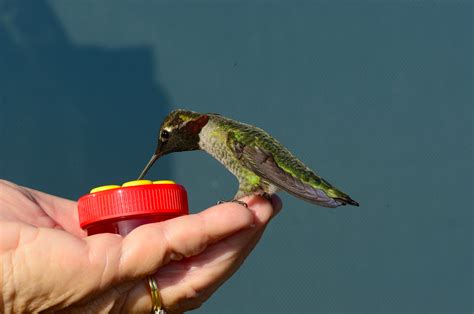 A Handheld Hummingbird Feeder Brings A Living Jewel To Janice