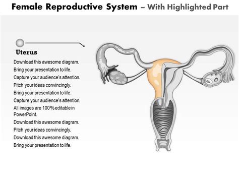 Female Reproductive System Medical Images For Powerpoint