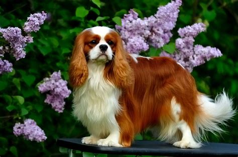 These Are the Most Popular Dog Breeds in the U.S. | Dog breeds, Most popular dog breeds, Popular ...