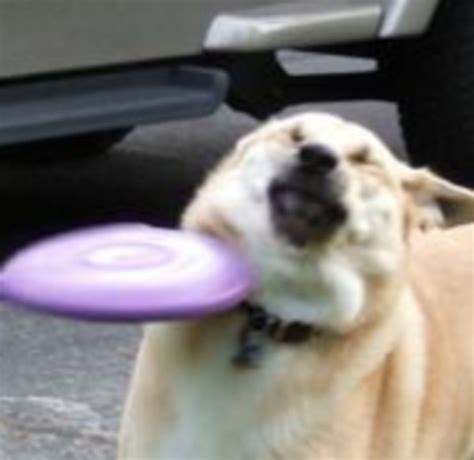 Frisbee Doge Trending Images Gallery List View Know Your Meme