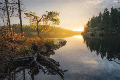 Viewes Sunrise Woods Trees Lake Plants Wallpapers 2048x1367