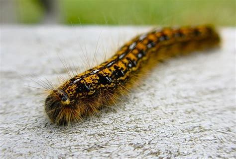Different Species Of The Brown And Black Caterpillar