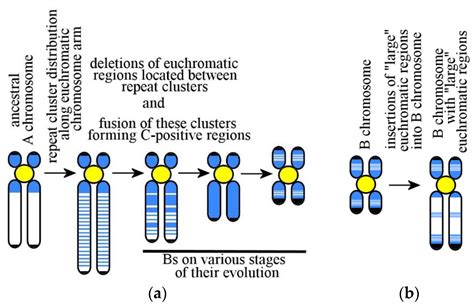 Genes Free Full Text Sequence Composition And Evolution Of