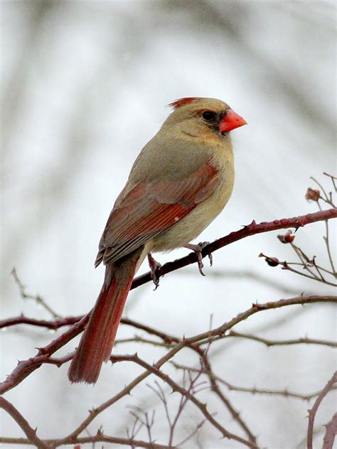 Northern Cardinal Backyard Birds