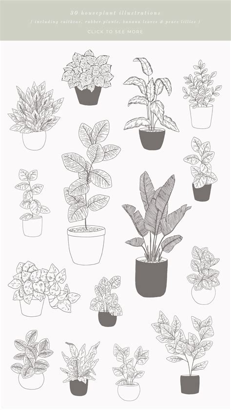 House Plants Vector Illustrations Plant Sketches Plant Drawing