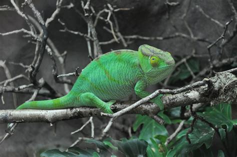 Green Chameleon Photo Free Lizard Image On Unsplash