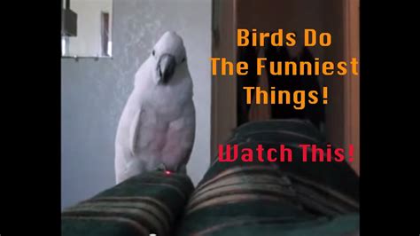Funny Birds Funny Birds Doing Funny Things Youtube