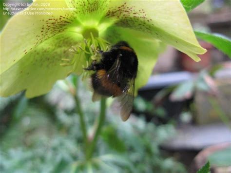 Are female bumble bees black? Bug Pictures: Buff-tailed Bumble Bee (Bombus terrestris ...