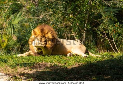 88 Facepalm Animal Images Stock Photos And Vectors Shutterstock