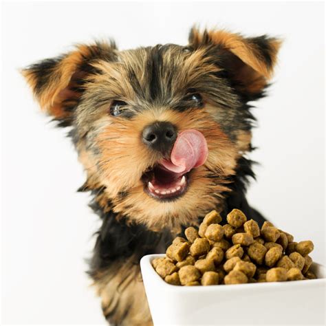 Nutritional weaning is complete when the puppies are eating only puppy food and no longer nursing at all. When Can Puppies Eat Dry Food Without Water? - XO My Pets