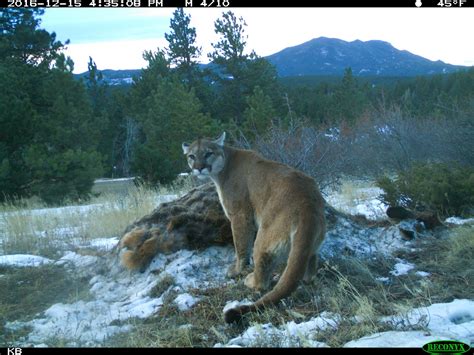 Romping And Rolling In The Rockies A Mountain Lion Kill