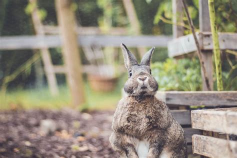 How To Keep Rabbits Out Of Your Garden