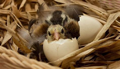 Birds Laying Eggs In Nest