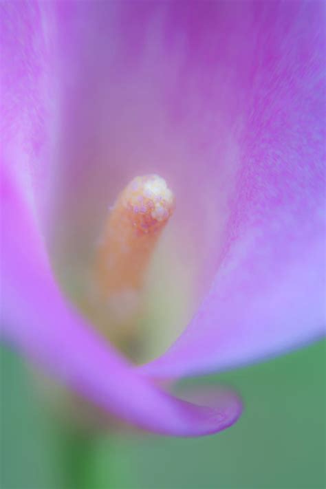 Pink Calla Lily By Jeff Lepore