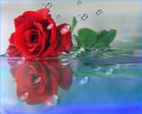 Les Plus Belles Fleurs Roses Du Monde Fleur De Passion