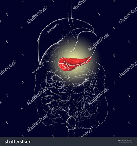 Human Pancreas Anatomy 3d Illustration Showing Ilustrações Stock