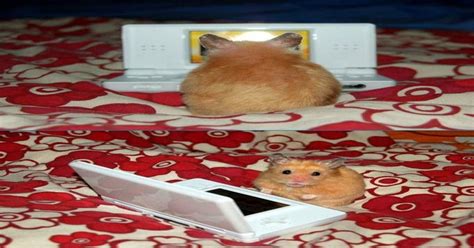 A Hamsters Laptop Aww