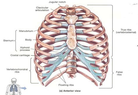 Thoracic Rib Cage Anatomy In Detail Anterior View Rib Cage Anatomy