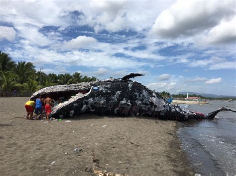 This Dead Whale Sculpture Is Made With Plastic Collected From The Ocean