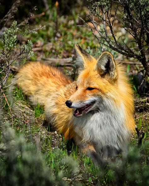 Red Fox Relaxing Photograph By Greg Norrell Fine Art America