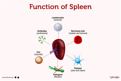 Spleen Human Anatomy Picture Function Diseases And More