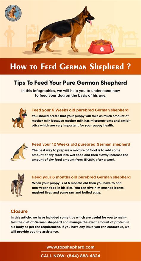 13 German Shepherd Puppy Raw Diet Usbleumoonproductions