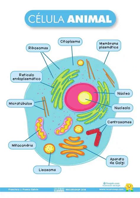An Animal Cell Diagram With All Its Parts Labeled In Spanish Including