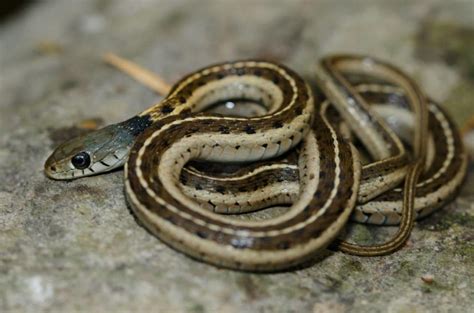 17 Snakes Found In Utah With Pictures Pet Keen