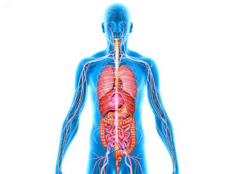 Detail Gambar Susunan Organ Tubuh Manusia Koleksi Nomer 24