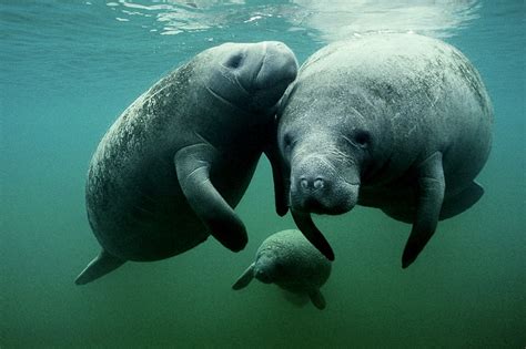 West Indian Manatees No Longer Endangered But Still Threatened