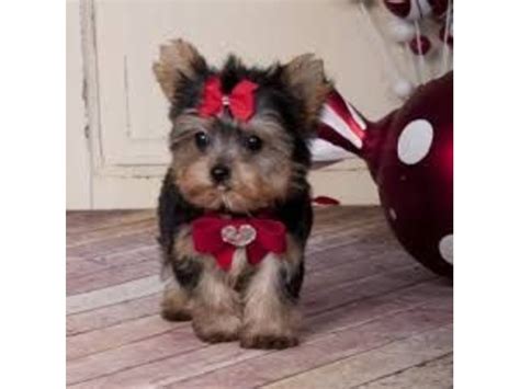 Check spelling or type a new query. Fully Registered T-cup Yorkie puppies ready - Animals - Roanoke - Virginia - announcement-27905