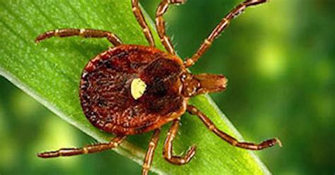 Red Meat Allergy Transmitted By Lone Star Ticks On The Rise