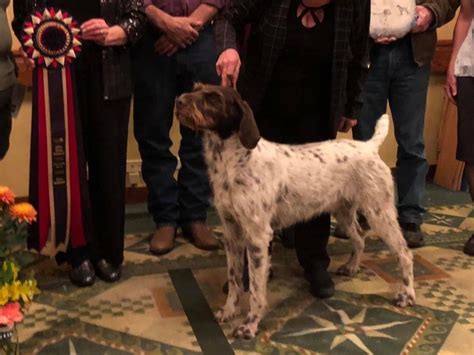 Gwpca All Star Invitational Winners German Wirehaired Pointer Club Of America