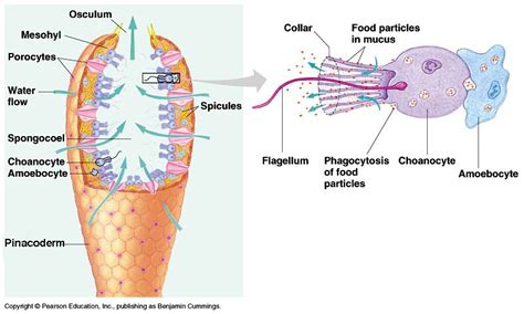 Sponge Structure And Specialized Cells Diagram Quizlet