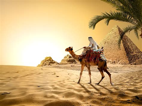 photo camels egypt cairo desert nature sand pyramid 1600x1200