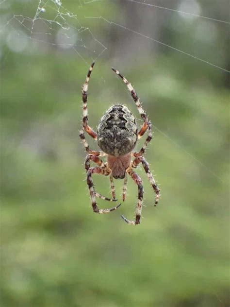 36 Common Spiders In Oregon Pictures And Identification