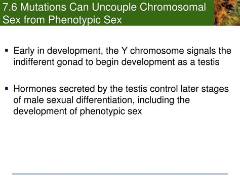 Ppt Chp7 Development And Sex Determination 71 The Human